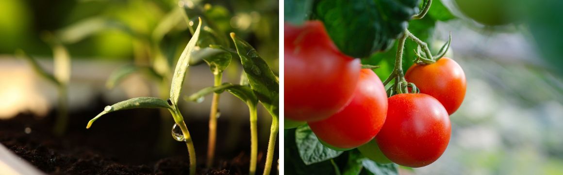 ontkiemen-zaaibak-moestuin